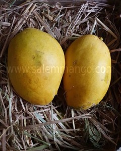 Fresh Mangoes Delivery in Gurgaon | SalemMango 
