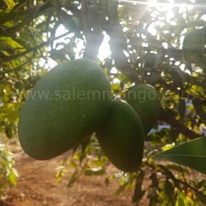 Mango Pest Control | SalemMango | Organic farming