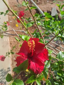 Hibiscus Flower powder online | Gudhal dried 