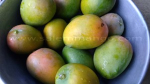 Salem Natural Mangoes