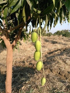 Mango Tree Pruning | Best Time, methods in India