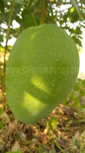 Is Mango safe in pregnancy- Green mango 