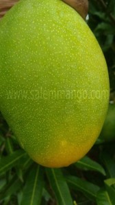 Is Mango safe in pregnancy- Green mango 