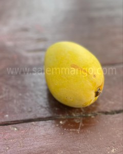 Jardaloo Mangoes online | A treasure of Bihar