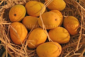 Buy Premium Mangoes Online in Raipur