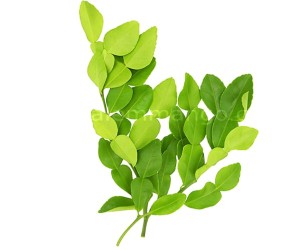 Fresh Kaffir Lime Leaves | Dried and Raw online 