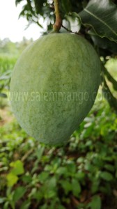 Neelum mangoes - farm to home