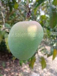 Buy Salem Alphonso Mango Online | Farm Fresh