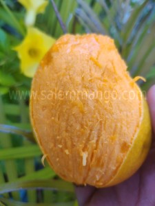 Langra |malda mango season |1 kg price| online
