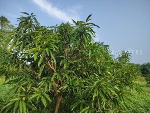 How to Grow Imam Pasand Mango Tree for High Yield 