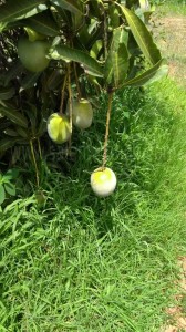 Malgova mango | Origin | Price | Buy online