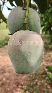 Mango doctor complete guide for Mango Cultivation 