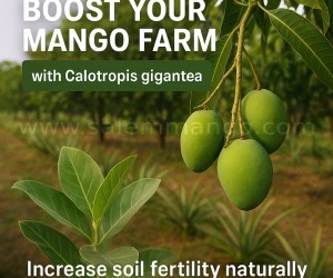 Mango flower boron Spary Natural way | Bio Mango