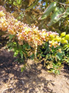 Mango flower drop control | Mango fruit set