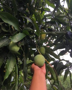 About Mango Fruits | Wikipedia | SalemMango