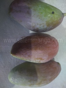 Miyazaki mangoes Price | Buy online | Farmer- Sale