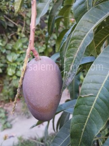 Miyazaki mangoes Price | Buy online | Farmer- Sale