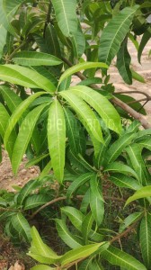 Miyazaki mangoes Price | Buy online | Farmer- Sale