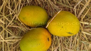 Famous Mankurad Mangoes in Goa 