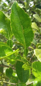 Narthangai & kaffir lime fresh leaves online