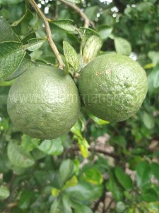 Narthangai & kaffir lime fresh leaves online