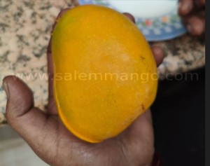 Organic Alphonso Mango online