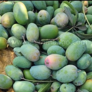 Organic Fresh mangoes in Hyderabad 