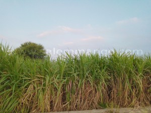 Organic Jaggery | Nattu sarkarai | Natural sugar