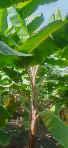 Organic Red Banana online | Sevvalai palam