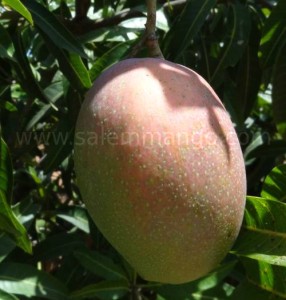 Organic Suvarna rekha | Sundari Mango online