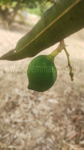 Panchagavya for Mango tree Flowering Fruit set