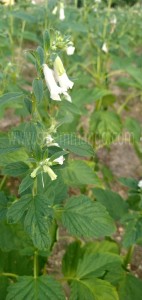 Pure Sesame oil | Gingelly oil | Cold Pressed oil