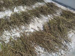 Pure Sesame oil | Gingelly oil | Cold Pressed oil