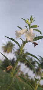 Pure Sesame oil | Gingelly oil | Cold Pressed oil