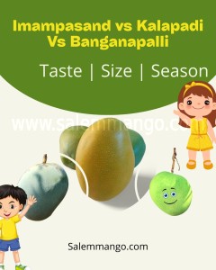 Kalapadi vs Banganapalli vs Imam Pasand Mango 