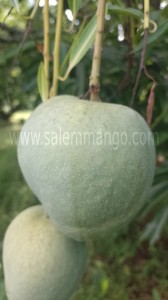 Malgova mango fresh and carbide free authentic 