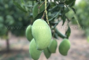 Raw Mango is heat or cold for body