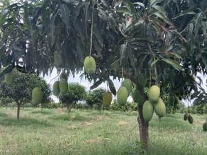 Rasalu Mangoes online | Pedda rasalu| Cinna Rasalu | Cherku rasalu