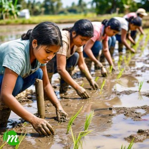 Salem attur kichili samba rice online | 25 kg bag