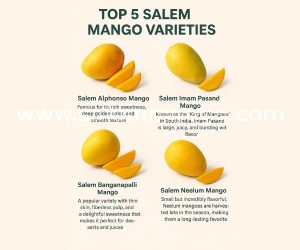 Salem Farm Mangoes Online | Alphonso | Himayat 