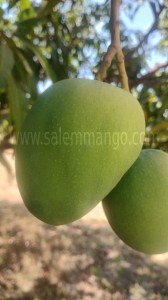 Salem Mango season 2024 |Poor Monsoon | Low yield 