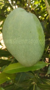 Salem Mango season 2024 |Poor Monsoon | Low yield 
