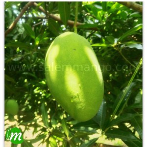 Salem Organic Mangoes Online