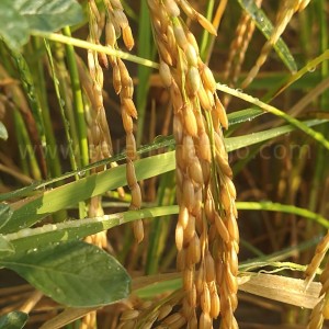 Health benefits of thooyamalli rice | Recipe