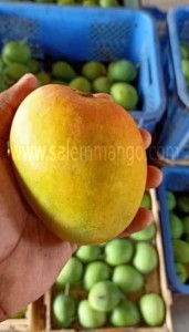 Tips on Storing Salem Mango to Maintain Freshness