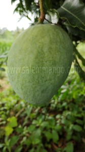 Top 5 Expensive Mangoes in India