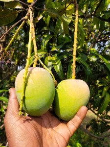 Top 5 Expensive Mangoes in India