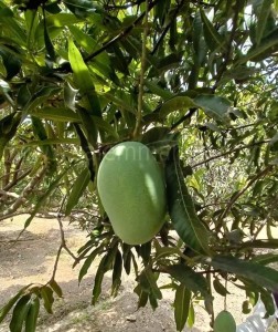 Top 5 Expensive Mangoes in India