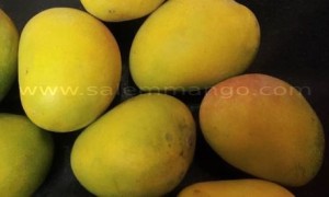 Buy Mangoes Online in Delhi | Fresh, Natural Ripen