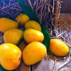 Top 10 Mango variety in India 